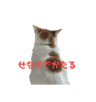 ぐーさまだけじゃない2（個別スタンプ：15）