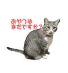 ぐーさまだけじゃない2（個別スタンプ：16）