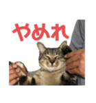 ぐーさまだけじゃない2（個別スタンプ：22）