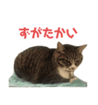 ぐーさまだけじゃない2（個別スタンプ：24）