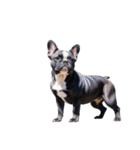 フレンチ ブルドッグ french bulldog（個別スタンプ：2）