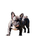 フレンチ ブルドッグ french bulldog（個別スタンプ：8）