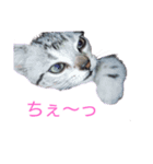 みかんオリジナル（個別スタンプ：1）