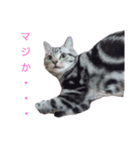 みかんオリジナル（個別スタンプ：5）