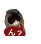 猫。ねこ。ネコ。（個別スタンプ：1）