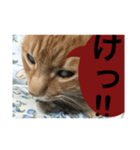 猫。ねこ。ネコ。（個別スタンプ：2）