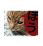 猫。ねこ。ネコ。（個別スタンプ：3）