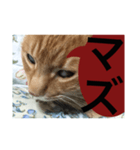猫。ねこ。ネコ。（個別スタンプ：5）