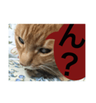 猫。ねこ。ネコ。（個別スタンプ：6）