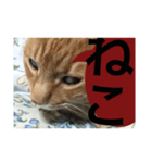 猫。ねこ。ネコ。（個別スタンプ：7）