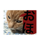 猫。ねこ。ネコ。（個別スタンプ：8）