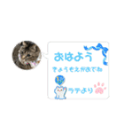 マンチカンcat（個別スタンプ：1）