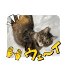 マンチカンcat（個別スタンプ：16）