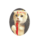 マンチカンcat（個別スタンプ：19）