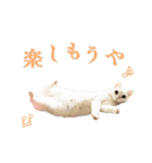ブチコちゃんとキチオくんのスタンプ（個別スタンプ：3）