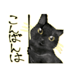 オリジナルイラスト猫 日常会話 あいさつ（個別スタンプ：3）