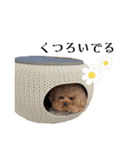 ロッコ氏スタンプ（個別スタンプ：11）