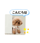 ロッコ氏スタンプ（個別スタンプ：16）
