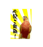 ウロコインコのりんごちゃん（個別スタンプ：1）