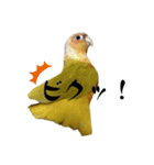 ウロコインコのりんごちゃん（個別スタンプ：3）