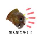ウロコインコのりんごちゃん（個別スタンプ：7）