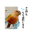 ウロコインコのりんごちゃん（個別スタンプ：8）