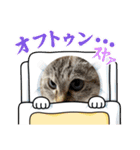 愛猫［ミルク］のスタンプ 第2弾（個別スタンプ：23）