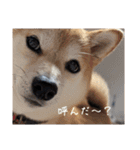 ピノ吉とお姉様（個別スタンプ：9）