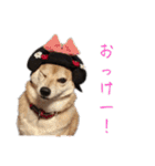 ピノ吉とお姉様（個別スタンプ：13）