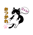 猫にゃん ハチワレ君の日常！（個別スタンプ：11）