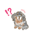 My Dog Stickers-chihuahua ＆dachshund-（個別スタンプ：6）