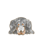 My Dog Stickers-chihuahua ＆dachshund-（個別スタンプ：12）