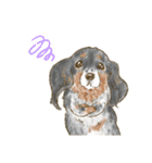 My Dog Stickers-chihuahua ＆dachshund-（個別スタンプ：14）