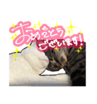 姉妹ねこのしじみとほたて（個別スタンプ：1）