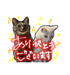 姉妹ねこのしじみとほたて（個別スタンプ：2）