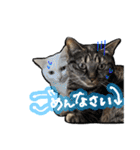 姉妹ねこのしじみとほたて（個別スタンプ：3）