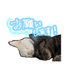 姉妹ねこのしじみとほたて（個別スタンプ：4）