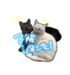 姉妹ねこのしじみとほたて（個別スタンプ：5）