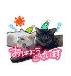 姉妹ねこのしじみとほたて（個別スタンプ：6）