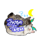 姉妹ねこのしじみとほたて（個別スタンプ：7）