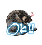 姉妹ねこのしじみとほたて（個別スタンプ：9）