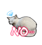 姉妹ねこのしじみとほたて（個別スタンプ：10）
