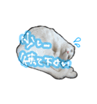 姉妹ねこのしじみとほたて（個別スタンプ：11）
