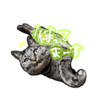 姉妹ねこのしじみとほたて（個別スタンプ：12）