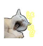 姉妹ねこのしじみとほたて（個別スタンプ：13）