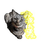 姉妹ねこのしじみとほたて（個別スタンプ：14）