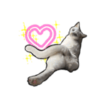 姉妹ねこのしじみとほたて（個別スタンプ：16）