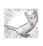 姉妹ねこのしじみとほたて（個別スタンプ：17）