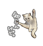 姉妹ねこのしじみとほたて（個別スタンプ：19）