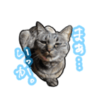姉妹ねこのしじみとほたて（個別スタンプ：20）